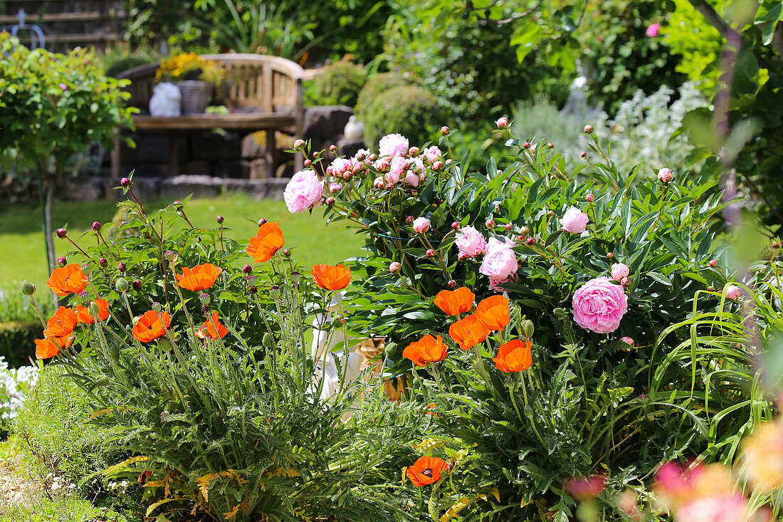 Peony and Oriental poppy in early summer