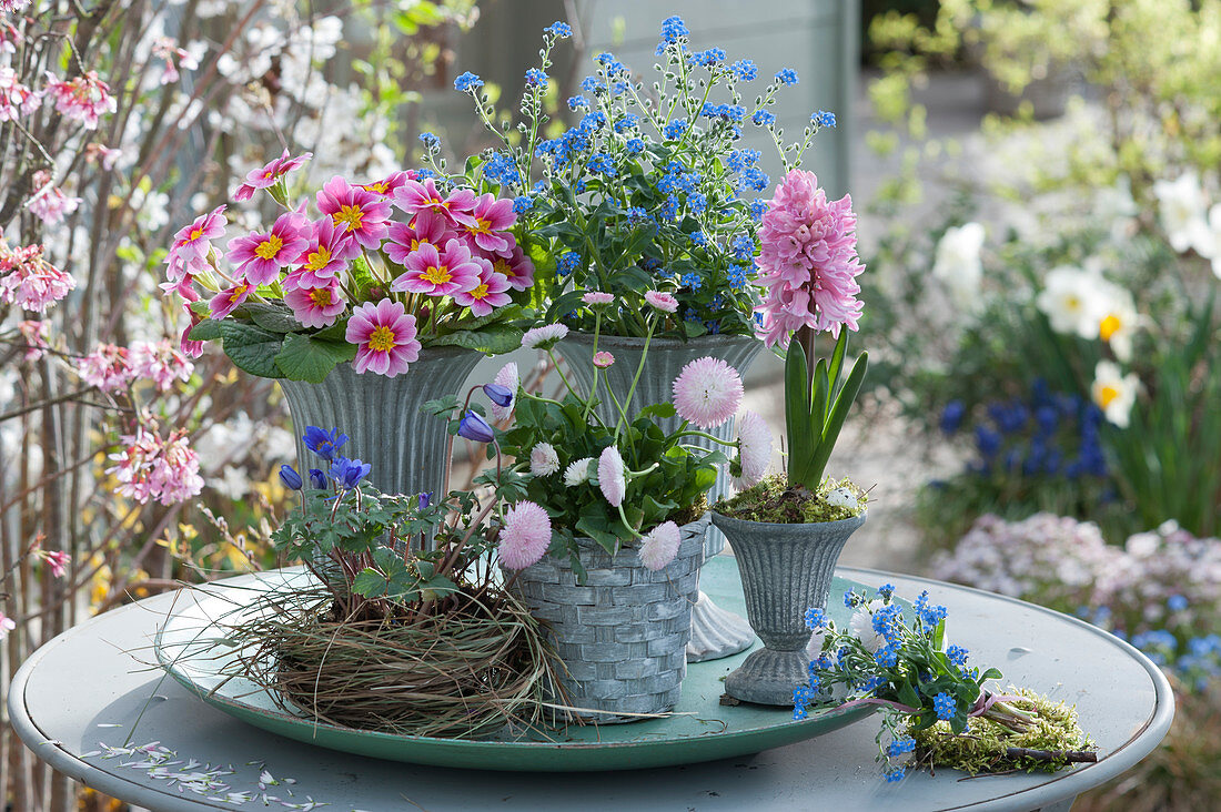 Pot arrangement with primroses, forget-me-nots, daisies, hyacinths and ray anemones, small bouquet on moss