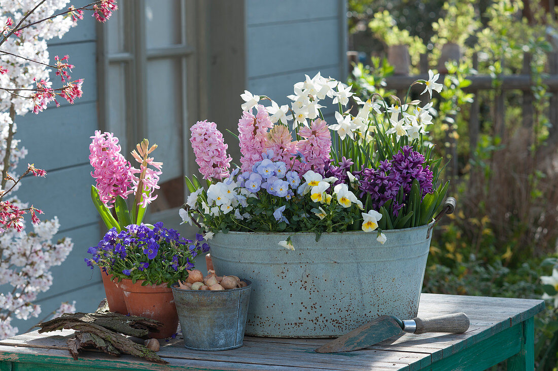 Topf Arrangement mit Hyazinthen, Narzissen 'Toto', Hornveilchen, Blaukissen, Steckzwiebeln und Handschaufel