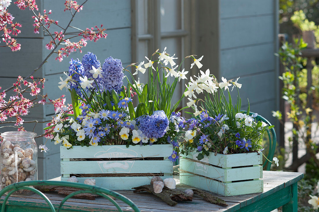 Blue wooden boxes with hyacinths, daffodils 'toto', horned violets and ray anemones