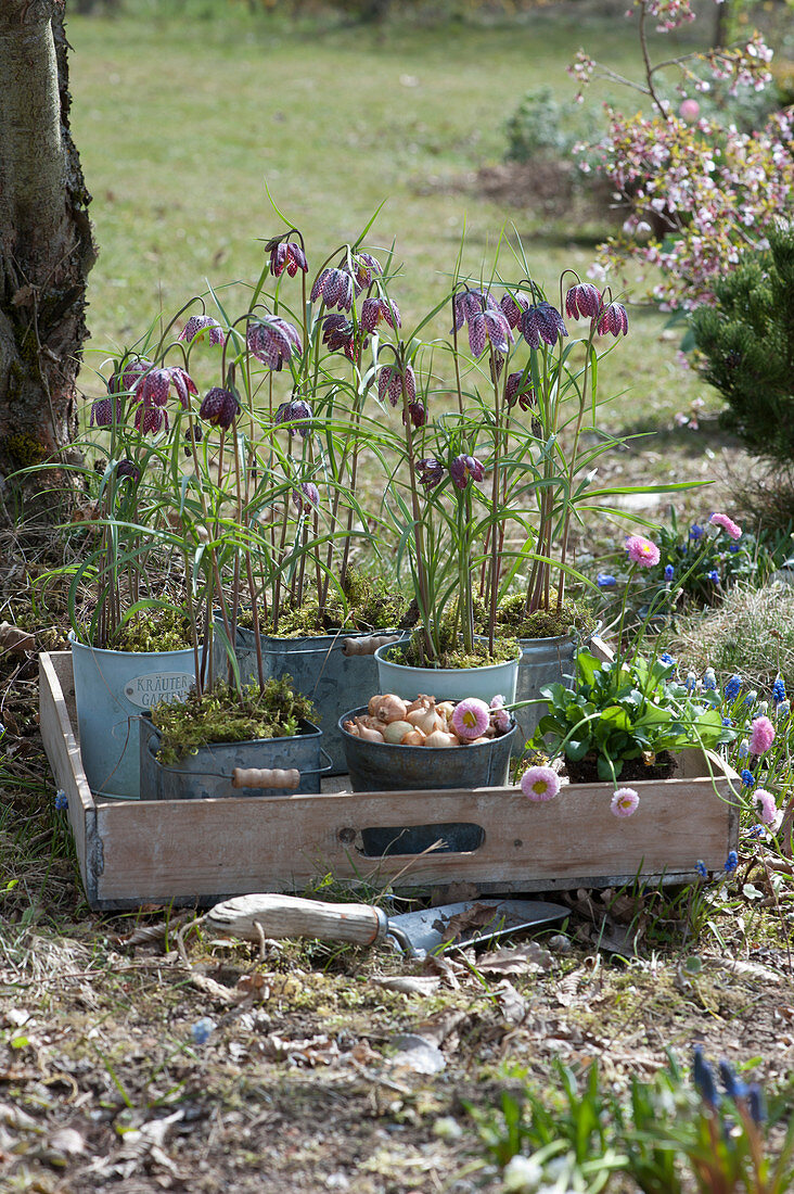 Schachbrettblumen in Blechtöpfen auf Holztablett, Tausendschön, Steckzwiebeln und Handschaufel