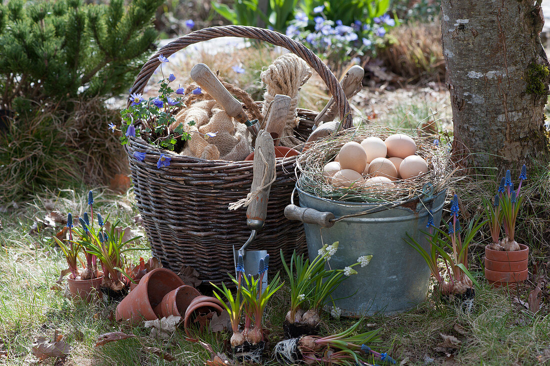 Grape hyacinths and ray anemones for planting, basket with utensils and zinc buckets as an Easter basket with Easter eggs