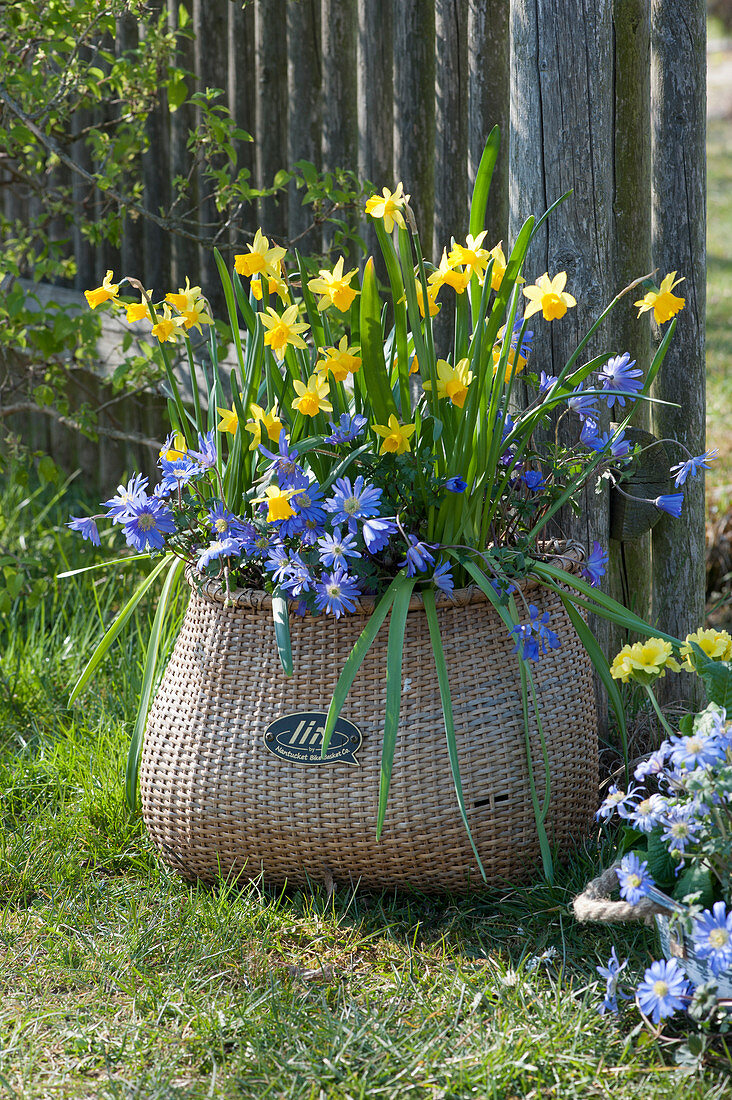 Basket with daffodils 'Tete a Tete' and ray anemones on the garden fence