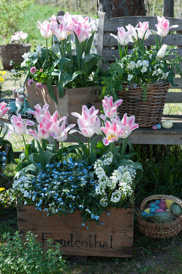 'Holland Chic' tulips, forget-me-nots 'Myomark', rock cress and horned violets in boxes and basket on tree bench in the garden, basket with Easter eggs as an Easter basket
