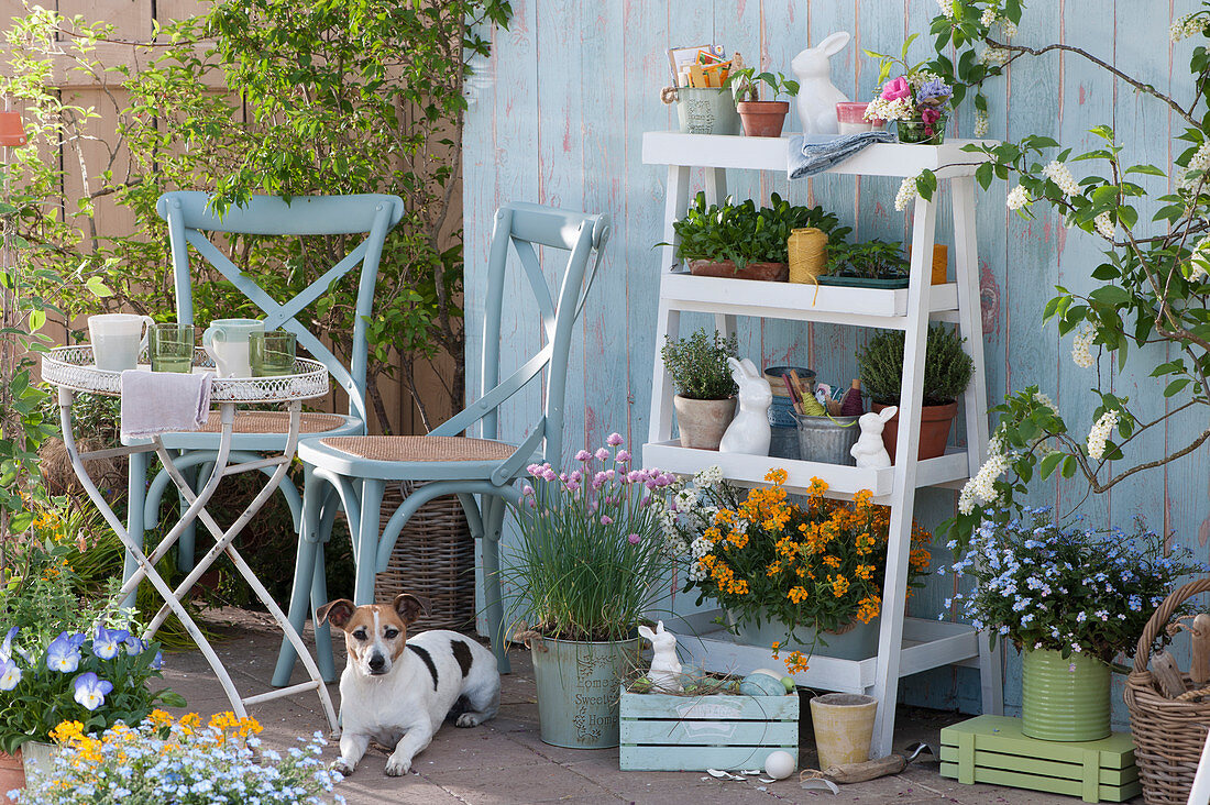 Flower staircase with gold lacquer, forget-me-not 'Myomark', chives, young plants of tomatoes and nasturtiums, thyme, oregano and pots with utensils and seeds, small seating area, Easter bunny, dog Zula