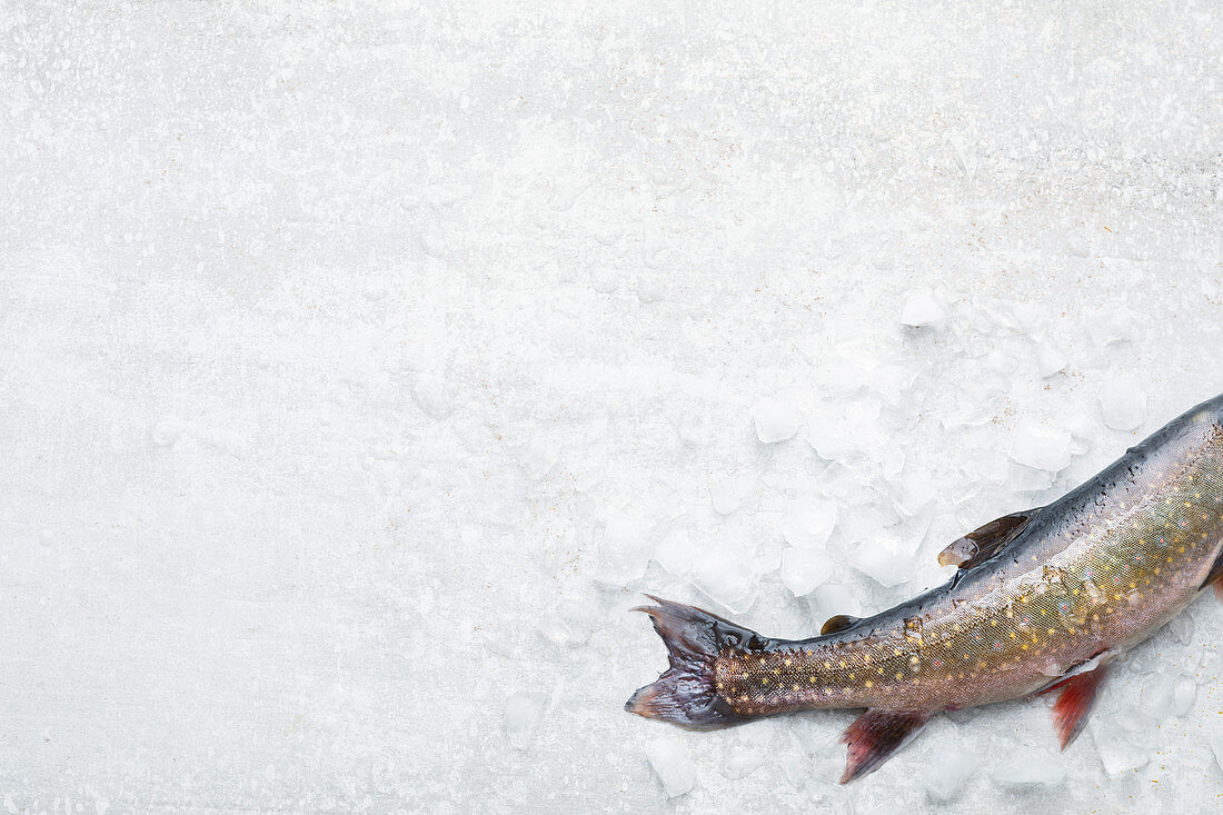 Rainbow trout on crushed ice