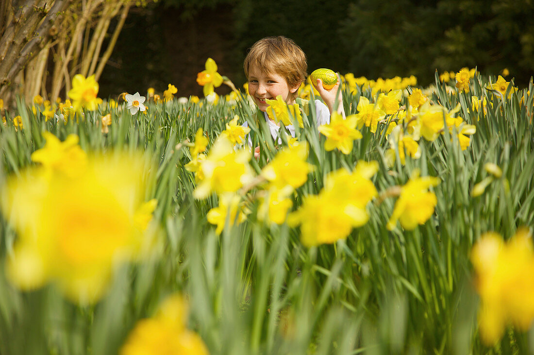 Glücklicher Junge sucht Ostereier auf dem Feld von gelben Narzissen