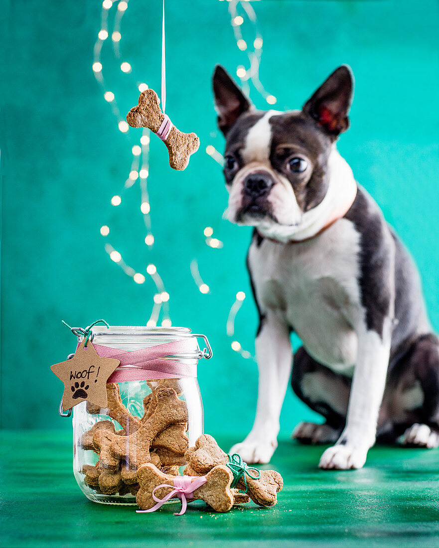 A dog and a jar of dog biscuits