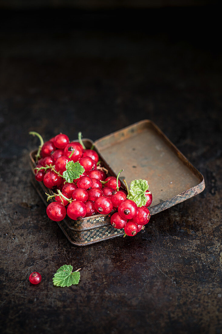 Rote Johannisbeeren in Vintage-Blechdose