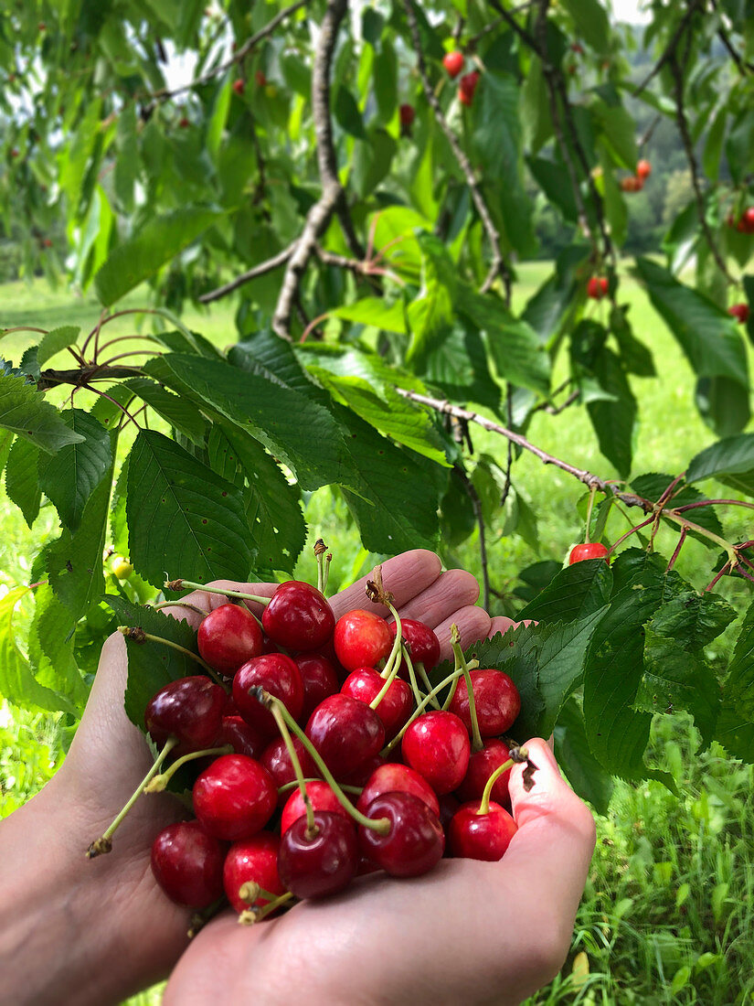 Hands holding fresh cherries under a tree