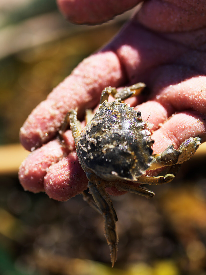 Live crab on a sandy hand