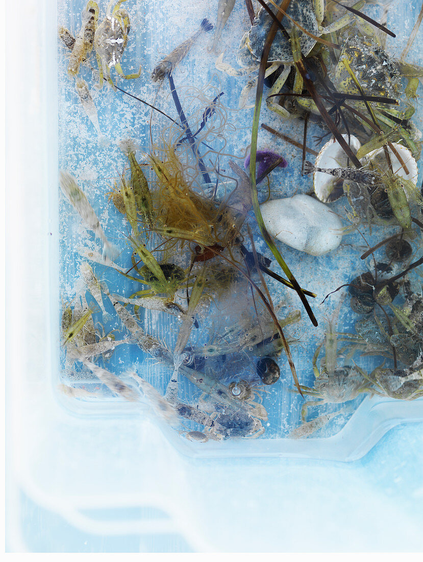 Algen, Steine, Muscheln und kleine Fische in Plastikgefäss mit Wasser