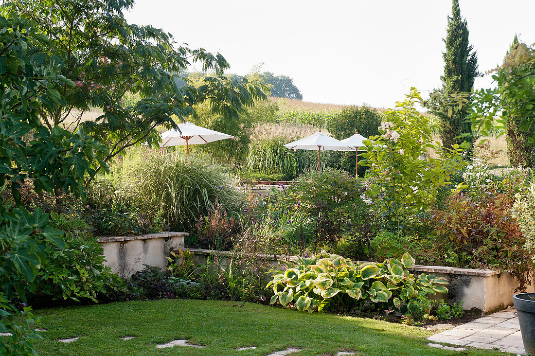Ländlicher französischer Garten mit Rasen und Sonnenschirmen, dahinter Maisfeld