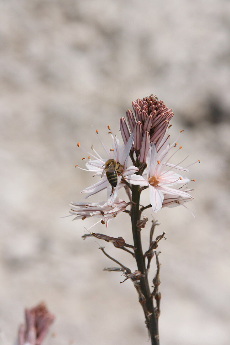 Bee on sea onion flower