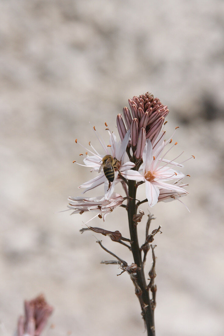 Biene an Blüte von Meerzwiebel