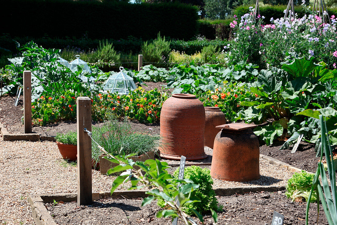 Vegetable garden with terracotta rhubarb pots, box with chives