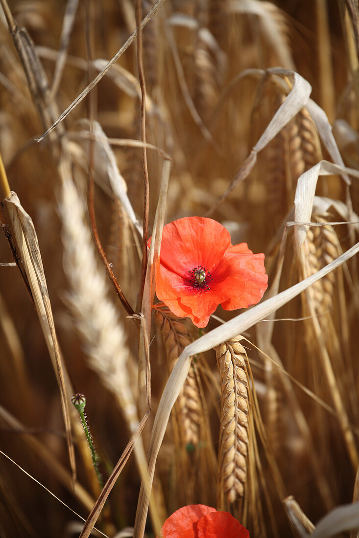 Poppy flowering in cereal field