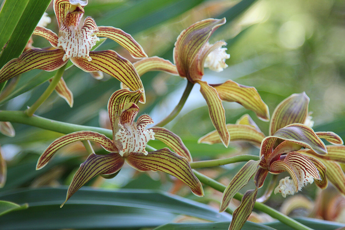 Blooming boat orchids