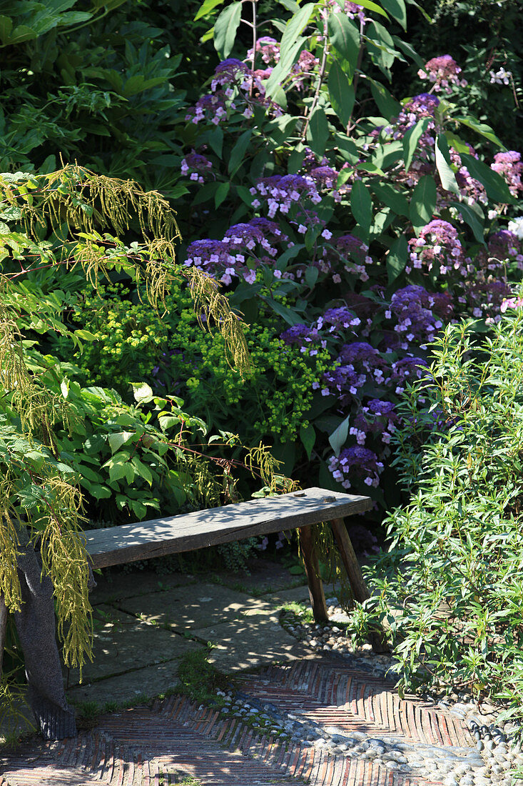 Wooden bench in front of Sargent hydrangea and goatsbeard
