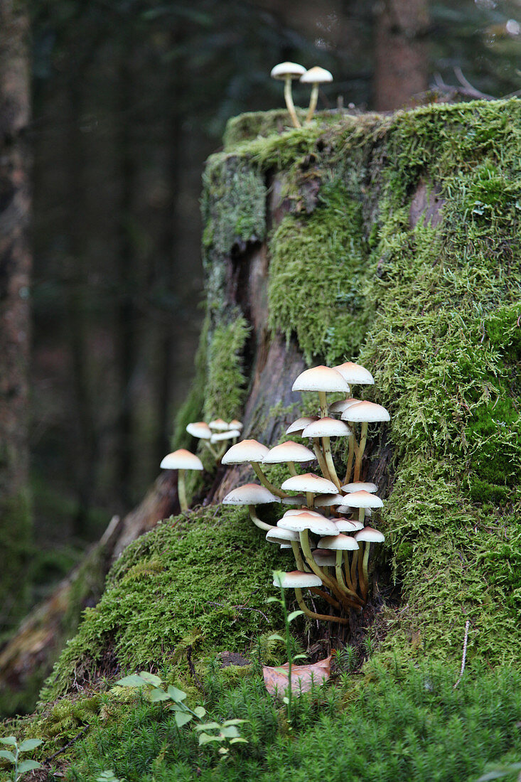 Bonnet mushrooms growing on mossy tree stump