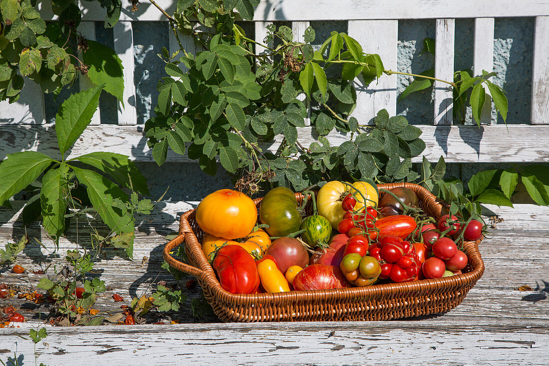 Different types of tomatoes in a basket