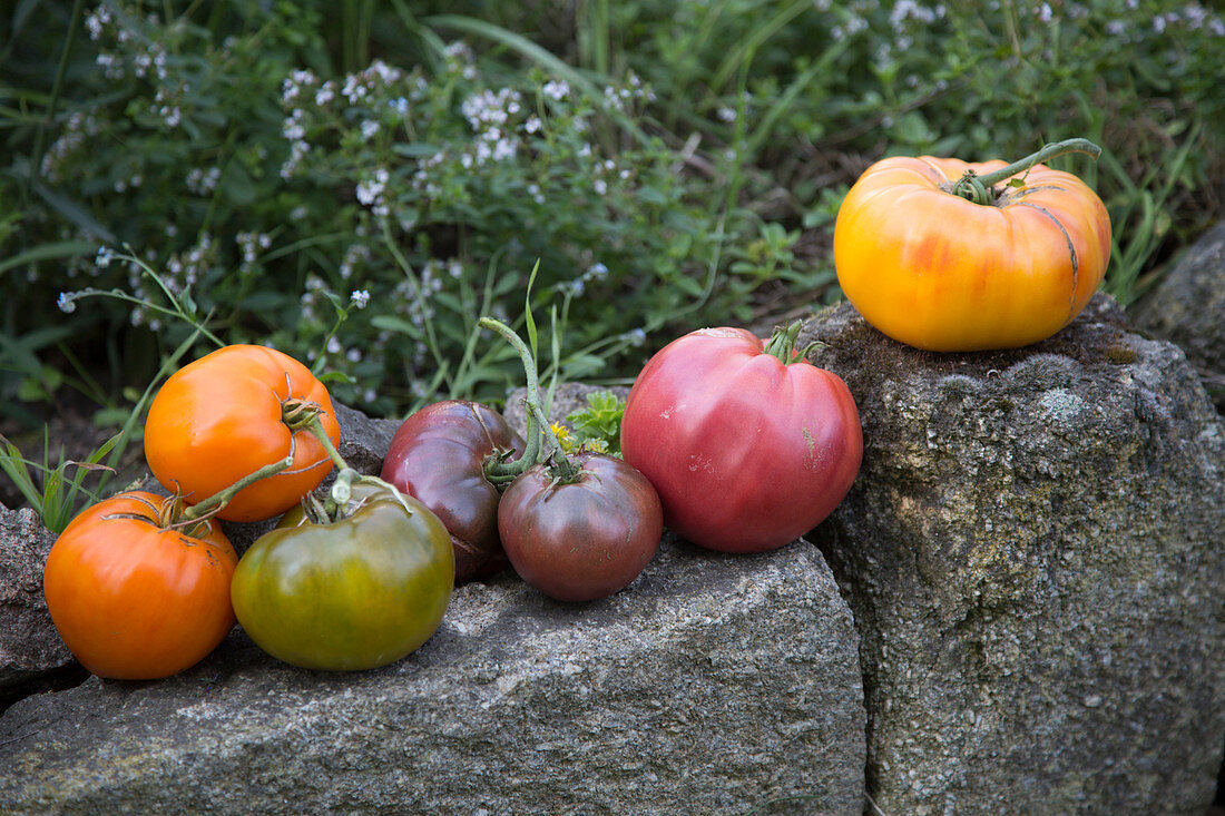 Different types of tomatoes on a stone wall