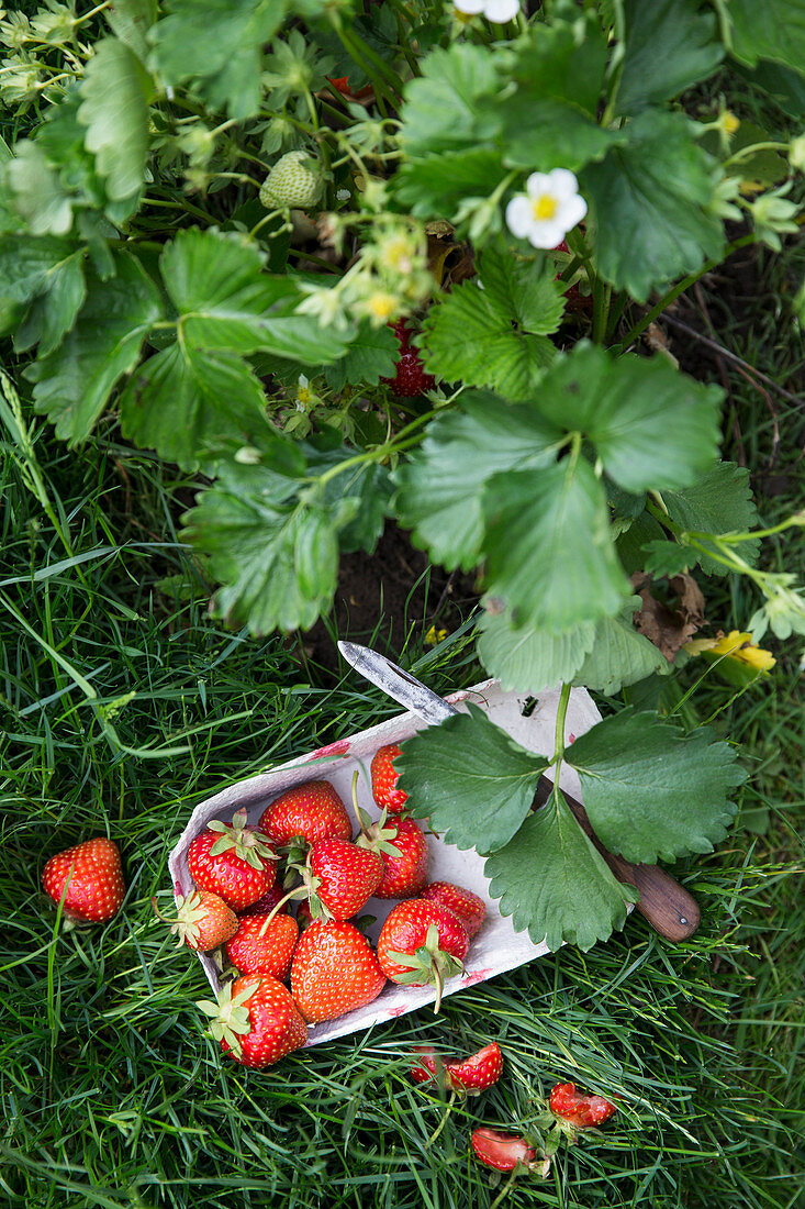 Frisch geerntete Erdbeeren im Pappschälchen im Gras