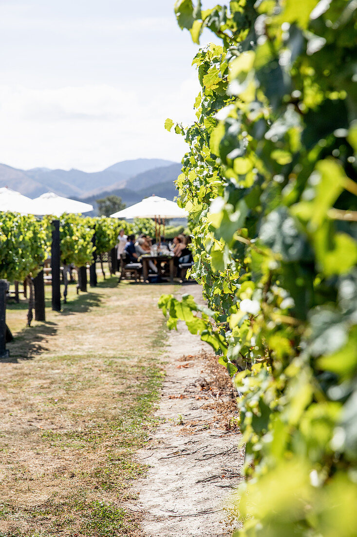 A gathering in a vineyard