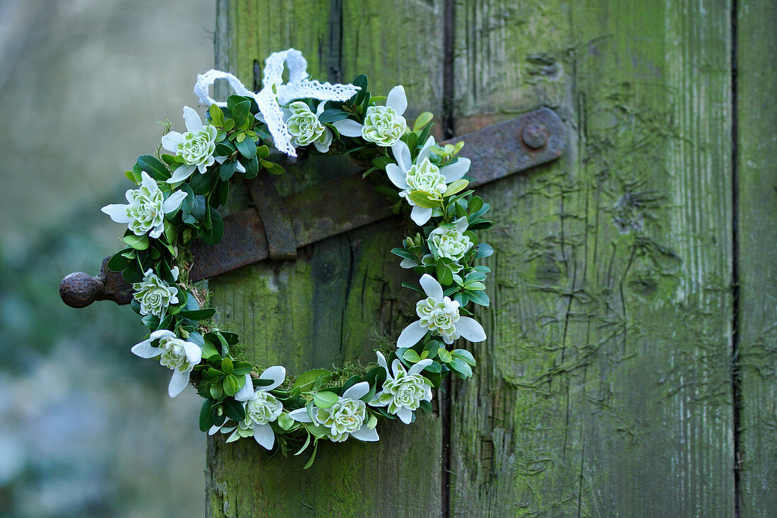 Wreath of box and double snowdrops on old door