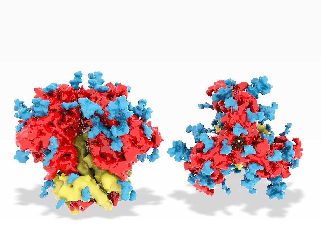 HIV envelope protein, molecular models