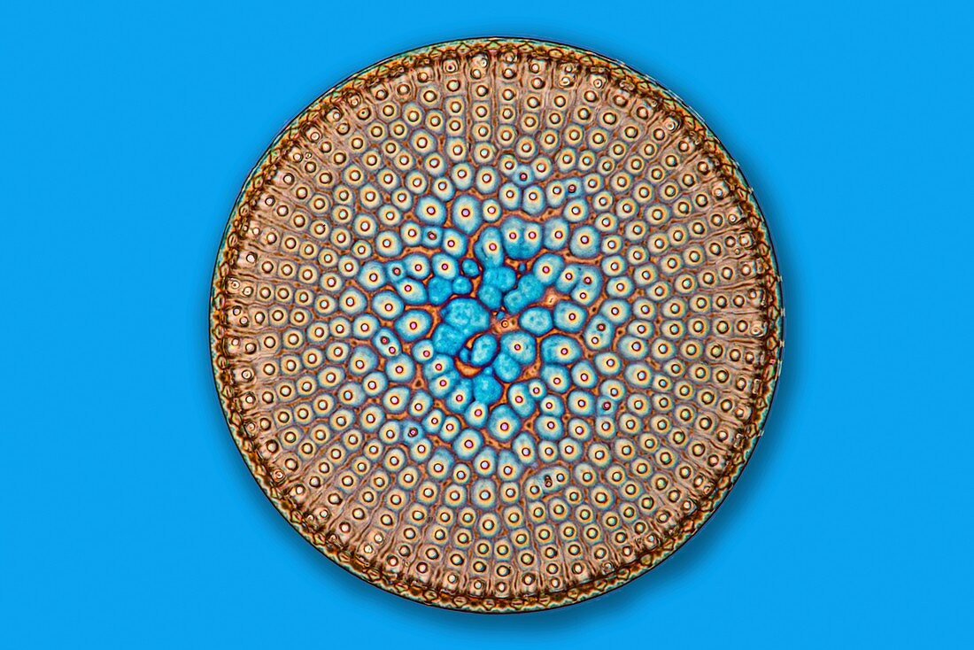 Fossil diatom, light micrograph