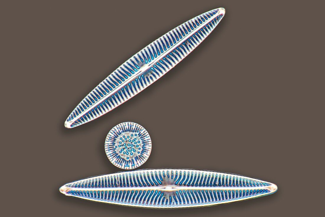 Diatom, light micrograph