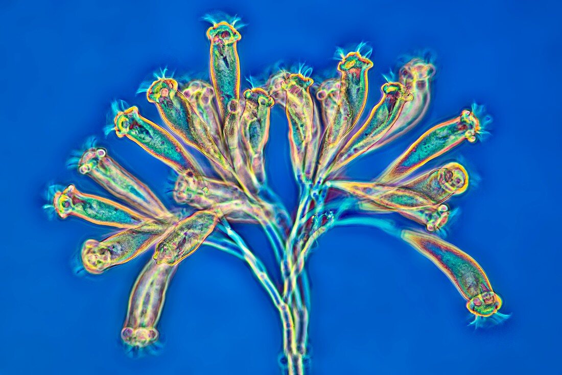 Opercularia peritrich ciliate, light micrograph