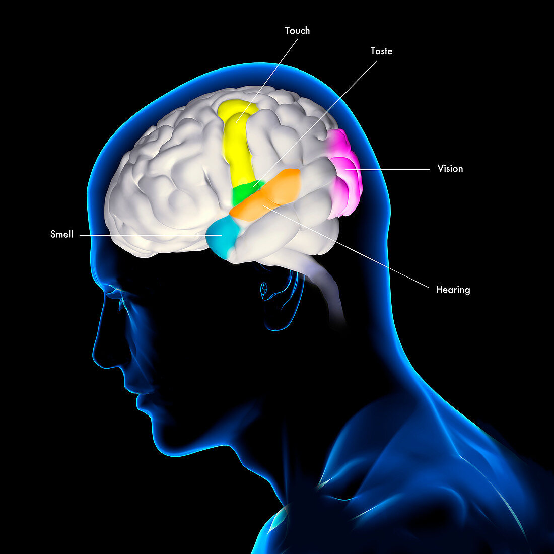 Sensory areas of the brain, illustration