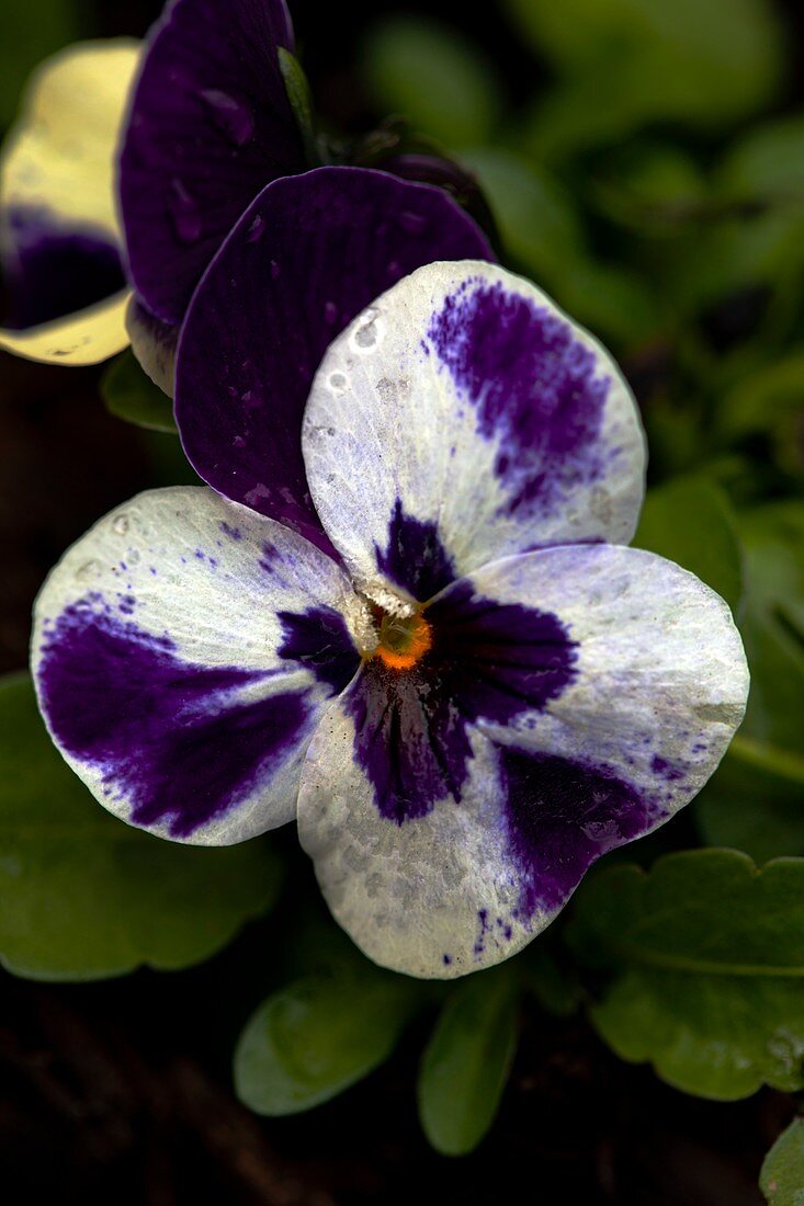 Viola 'Mickey' flower