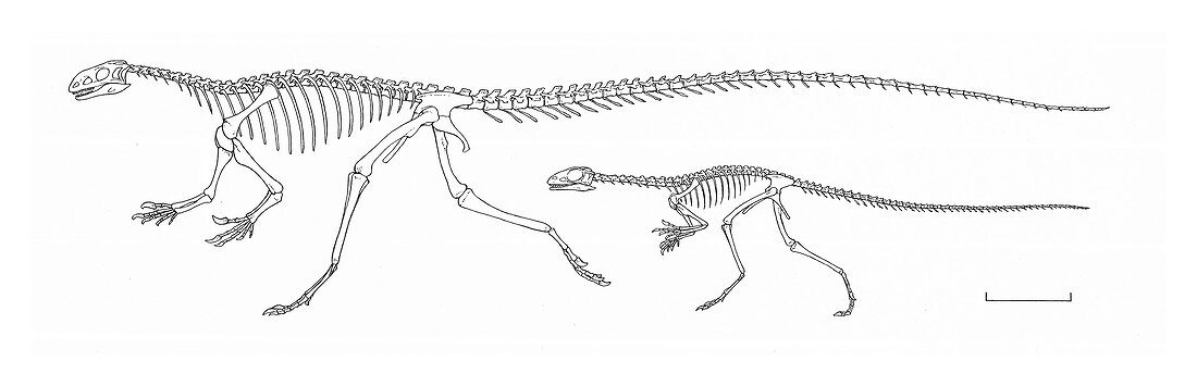 Thecodontosaurus dinosaur skeletons, illustration