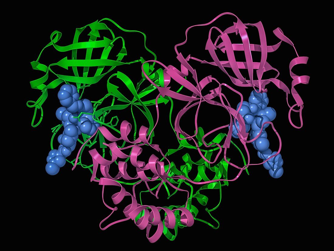 Coronavirus protease complex, illustration