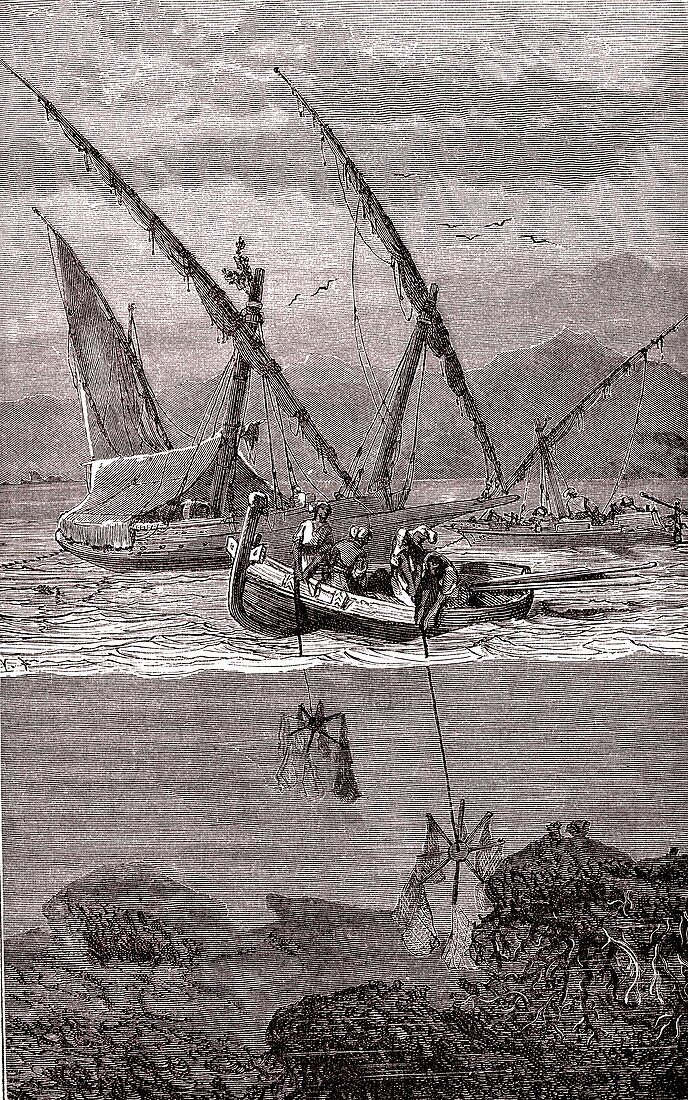 Coral fishing, 19th century illustration