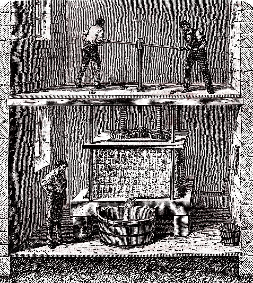 Cider press, 19th century illustration