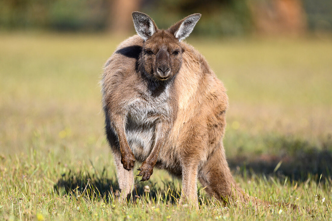 Kangaroo Island kangaroo