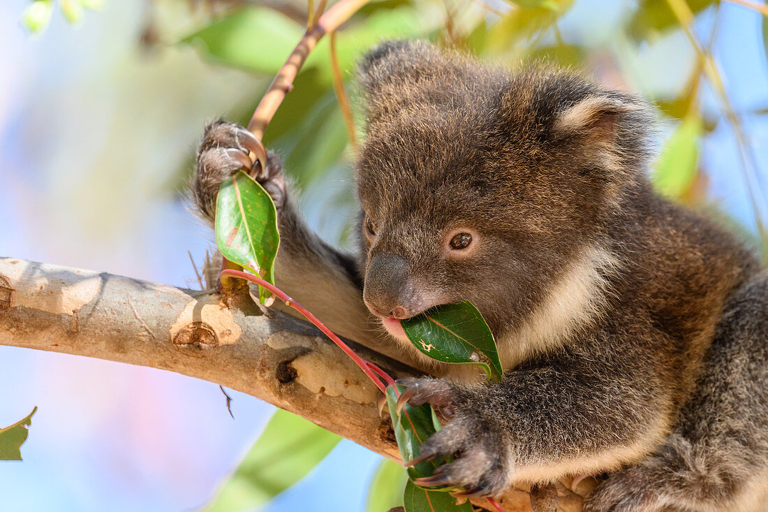 Young koala feeding