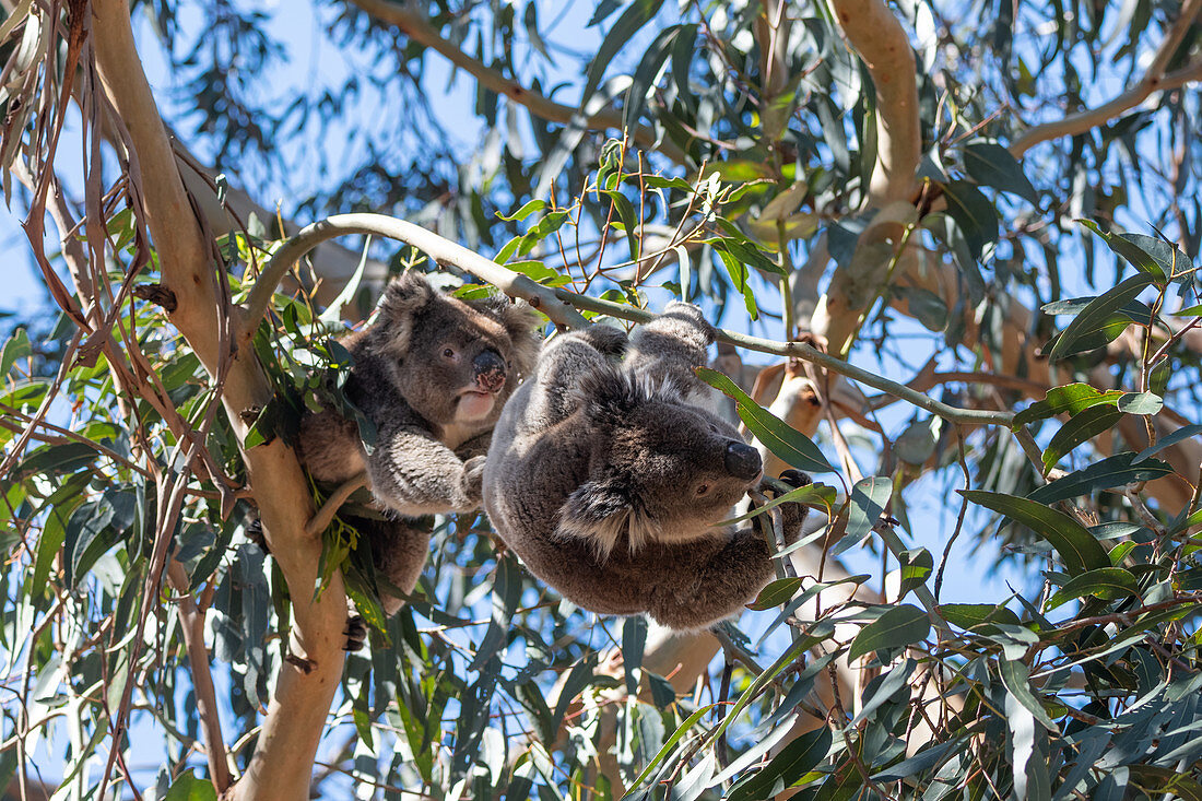 Koalas feeding