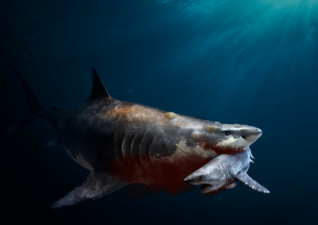 Megalodon prehistoric shark with prey, illustration