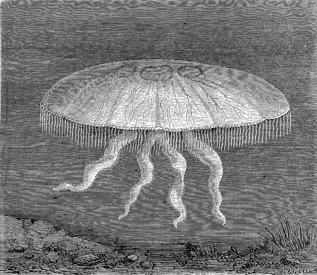 Moon jellyfish, 19th century illustration