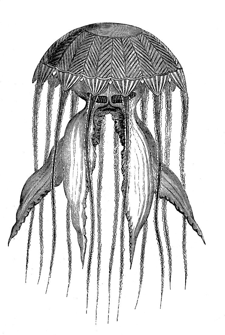 Compass jellyfish, 19th century illustration