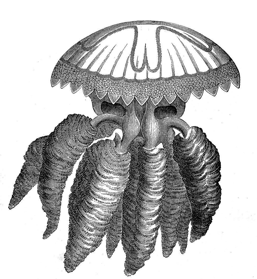 Barrel jellyfish, 19th century illustration