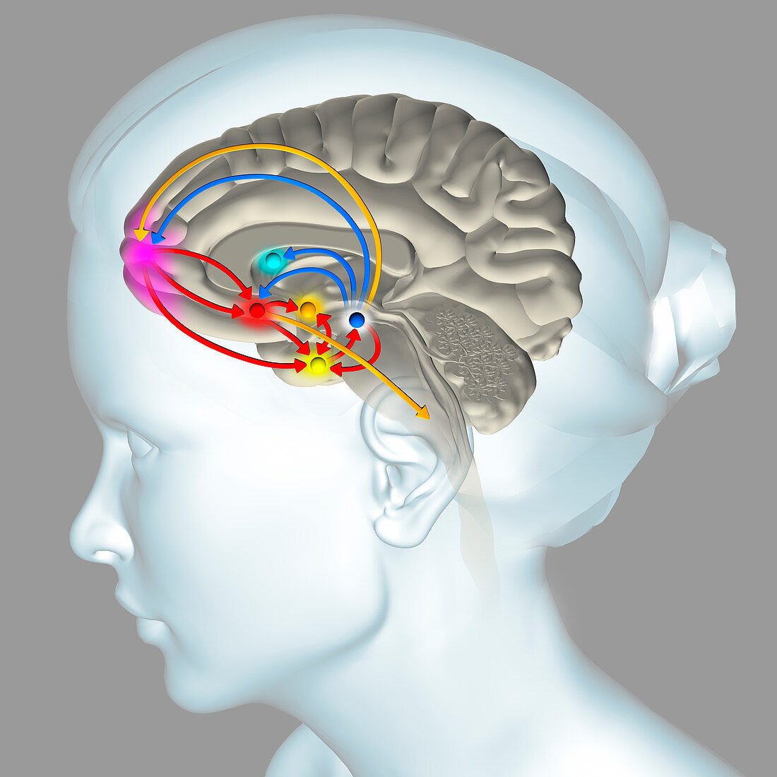 Brain Reward Pathway Illustration Bild Kaufen 13257823 Science 