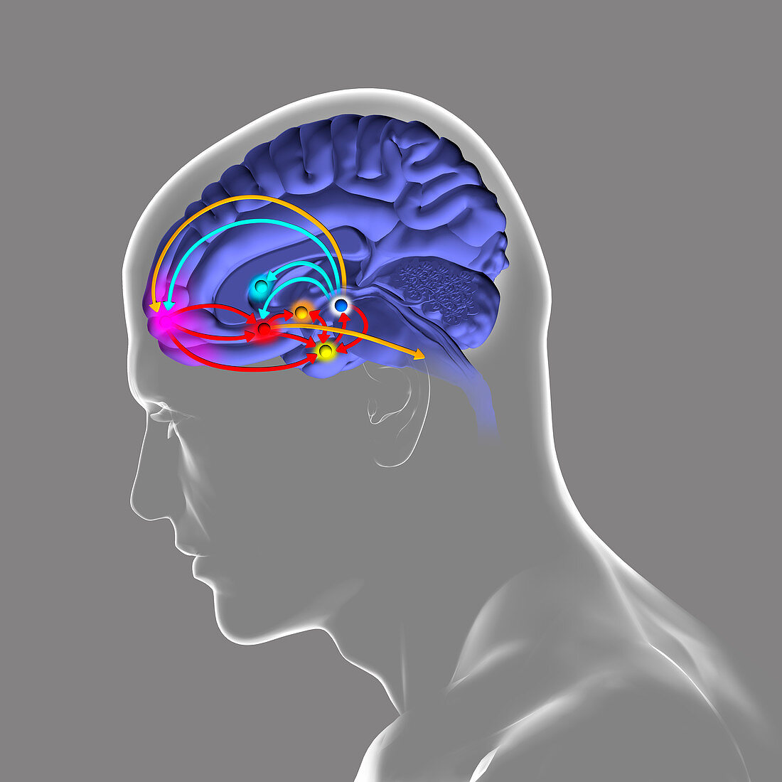 Brain reward pathway, illustration