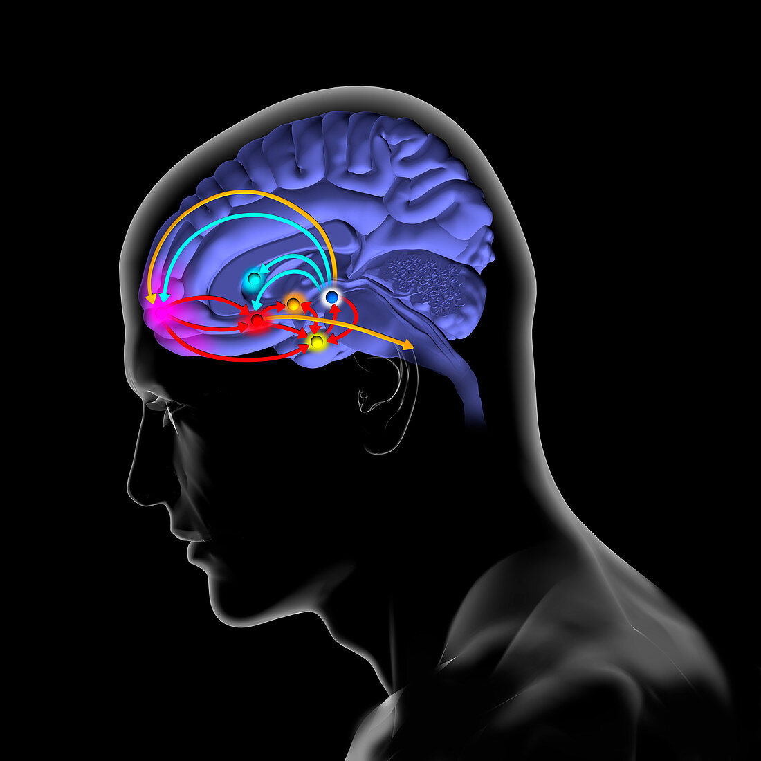 Brain reward pathway, illustration