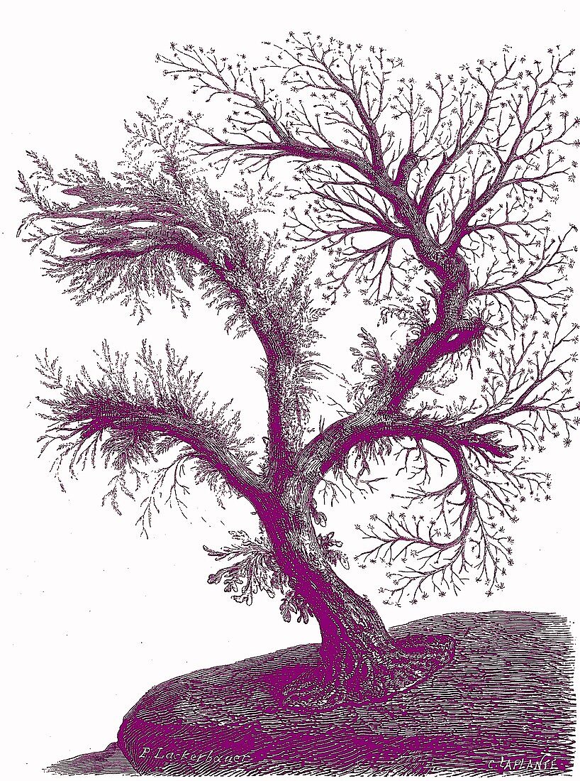 Tree hydroid, 19th century illustration